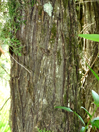 {Salix nigra}